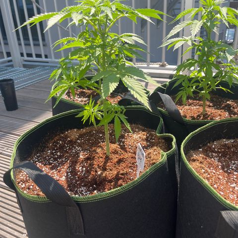 Blueberry glue growlog timeline photo