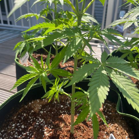 Blueberry glue growlog timeline photo