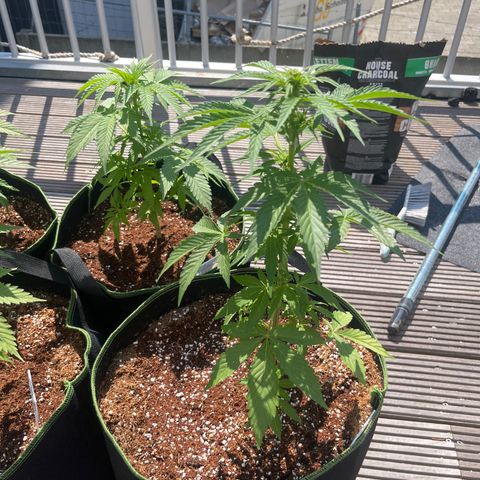 Blueberry glue growlog timeline photo