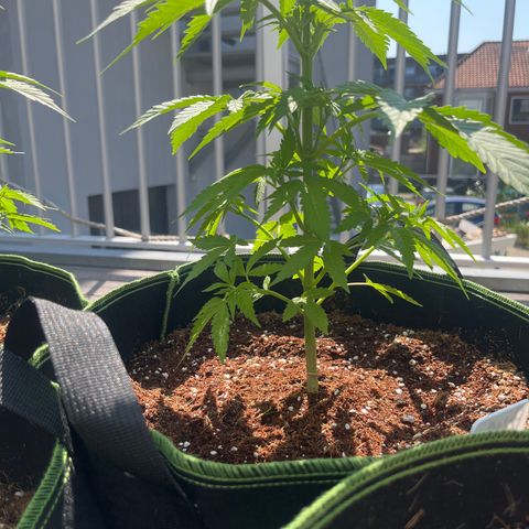 Blueberry glue growlog timeline photo