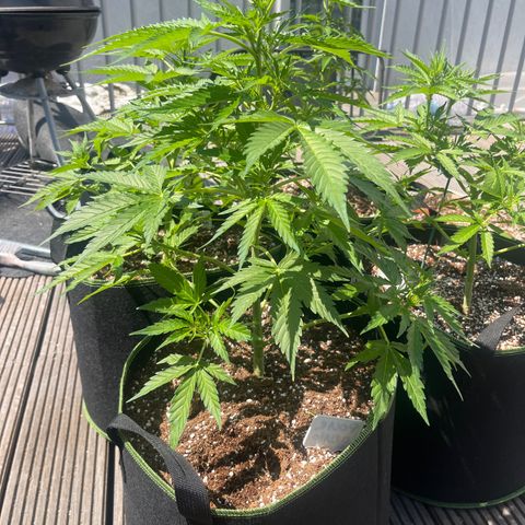 Blueberry glue growlog timeline photo