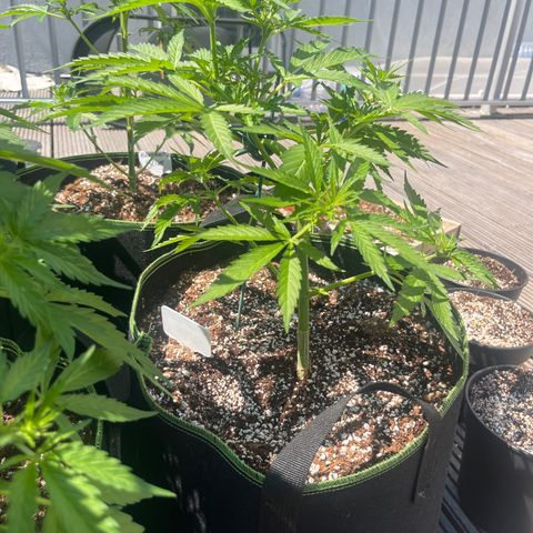 Blueberry glue growlog timeline photo