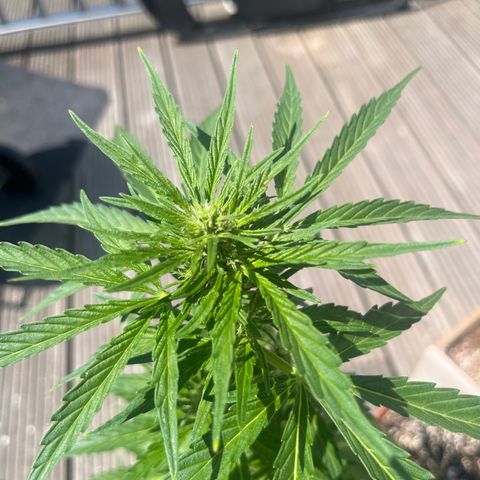 Blueberry glue growlog timeline photo