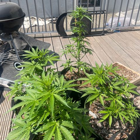 Blueberry glue growlog timeline photo
