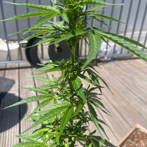 Blueberry glue growlog timeline photo
