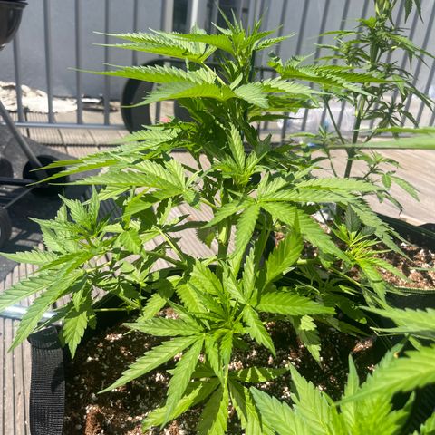 Blueberry glue growlog timeline photo