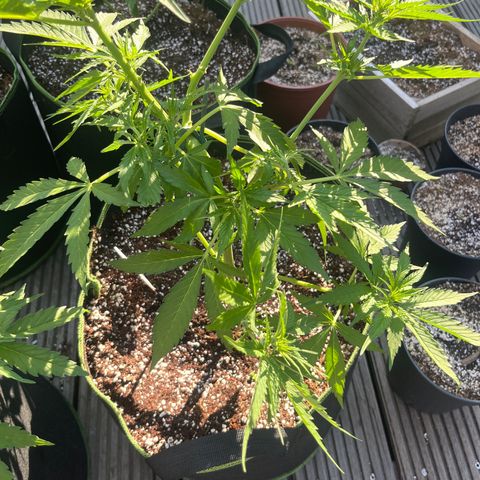 Blueberry glue growlog timeline photo