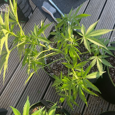 Blueberry glue growlog timeline photo