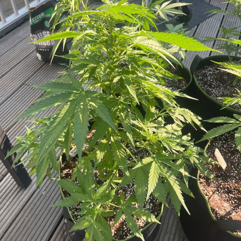 Blueberry glue growlog timeline photo