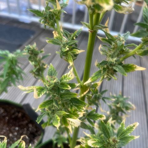 Blueberry glue growlog timeline photo