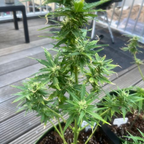 Blueberry glue growlog timeline photo