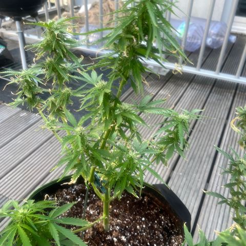 Blueberry glue growlog timeline photo