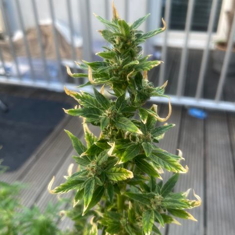 Blueberry glue growlog timeline photo