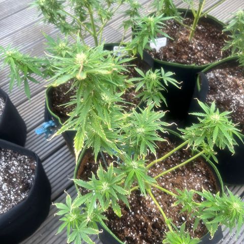 Blueberry glue growlog timeline photo