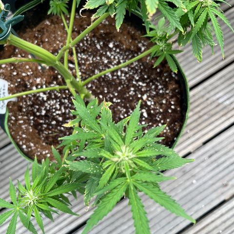 Blueberry glue growlog timeline photo