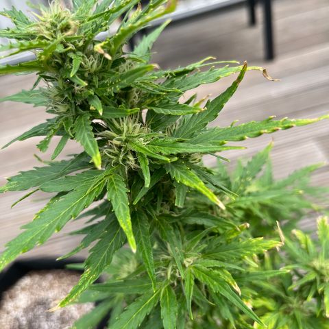 Blueberry glue growlog timeline photo