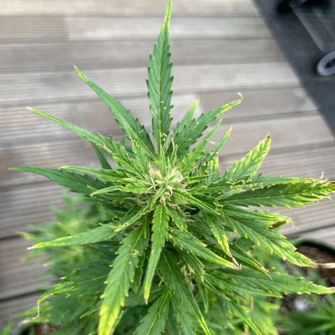 Blueberry glue growlog timeline photo