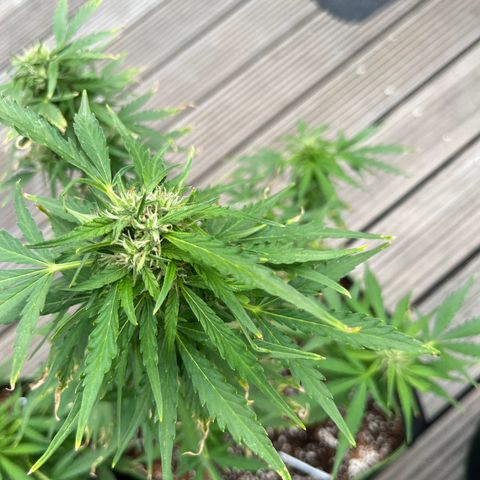 Blueberry glue growlog timeline photo