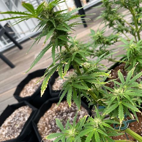Blueberry glue growlog timeline photo