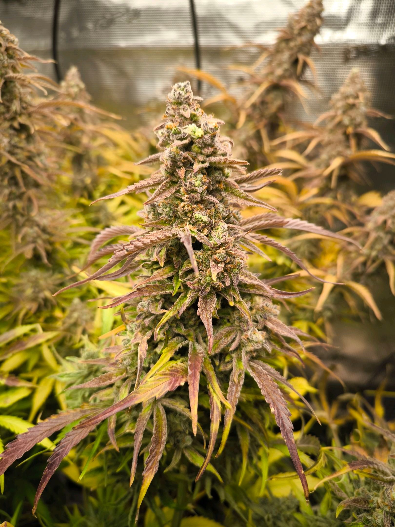Green Crack F1 Automatic (Zamnesia) growlog header