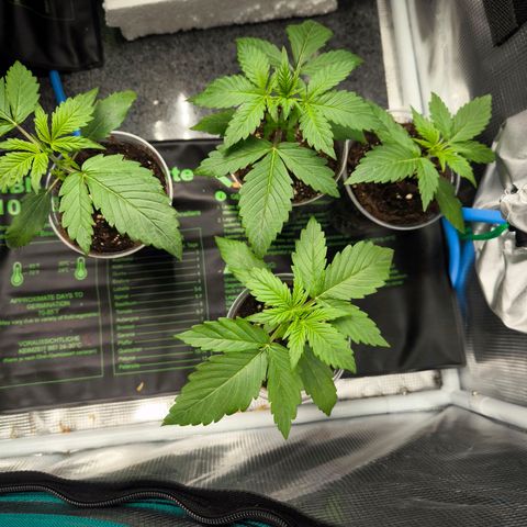 Geilteil growlog timeline photo