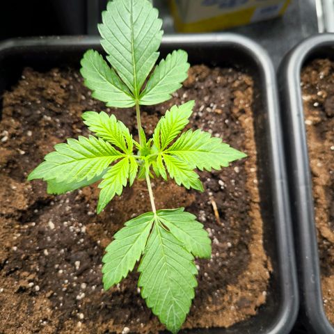 Geilteil growlog timeline photo