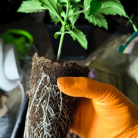 Geilteil growlog timeline photo