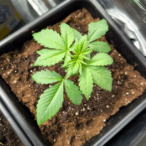 Geilteil growlog timeline photo