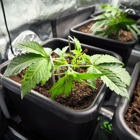 Geilteil growlog timeline photo