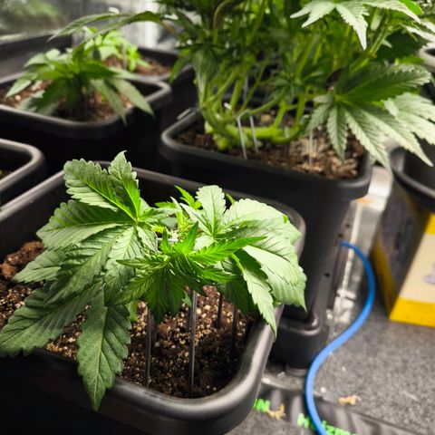 Geilteil growlog timeline photo