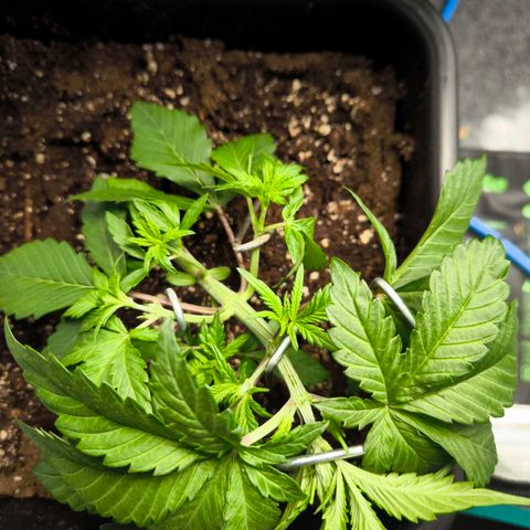 Geilteil growlog timeline photo