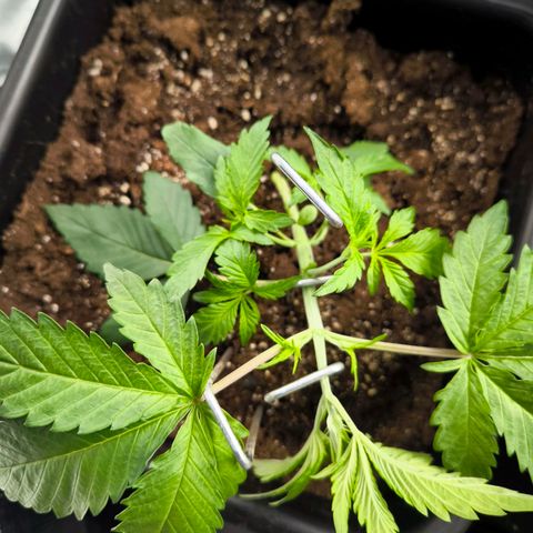 Geilteil growlog timeline photo