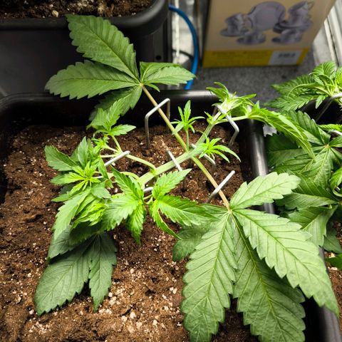 Geilteil growlog timeline photo