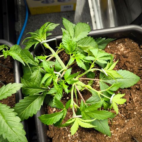 Geilteil growlog timeline photo