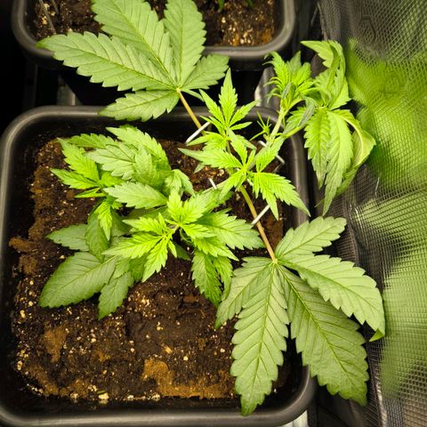 Geilteil growlog timeline photo