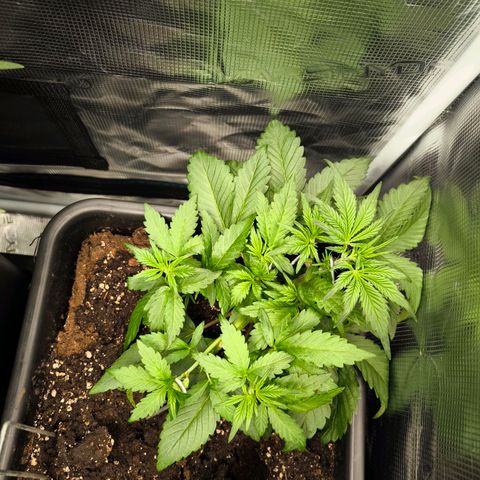 Geilteil growlog timeline photo