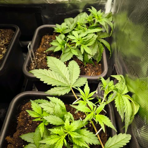 Geilteil growlog timeline photo