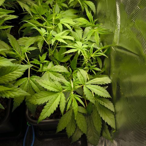 Geilteil growlog timeline photo