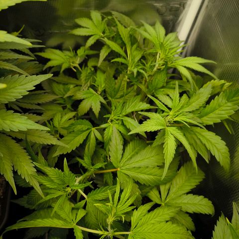 Geilteil growlog timeline photo