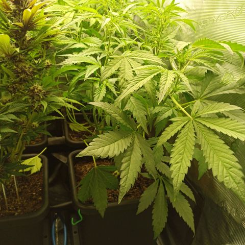 Geilteil growlog timeline photo