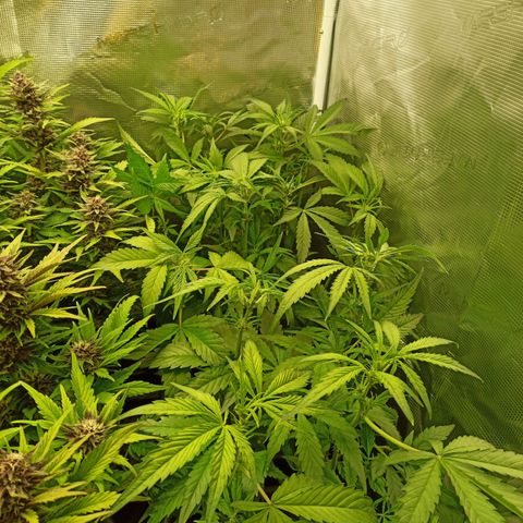 Geilteil growlog timeline photo