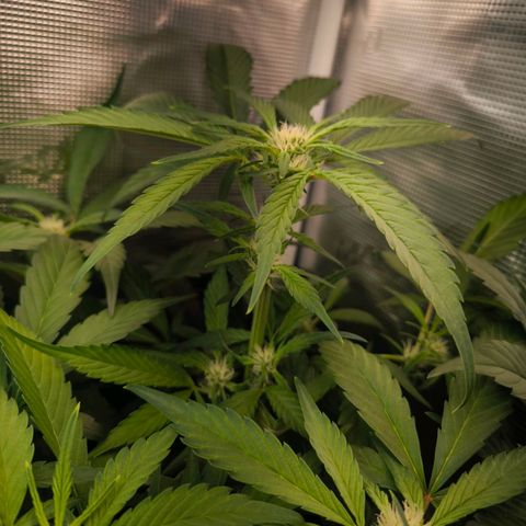 Geilteil growlog timeline photo
