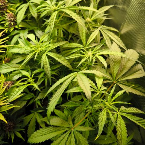 Geilteil growlog timeline photo