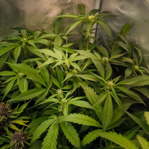 Geilteil growlog timeline photo