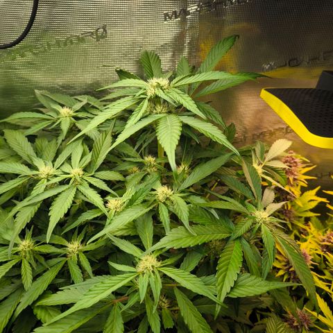 Geilteil growlog timeline photo