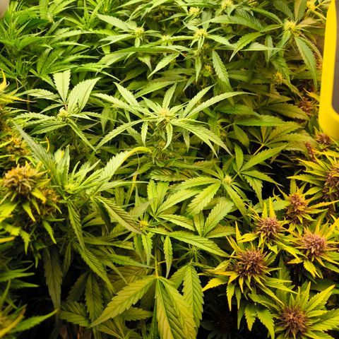 Geilteil growlog timeline photo