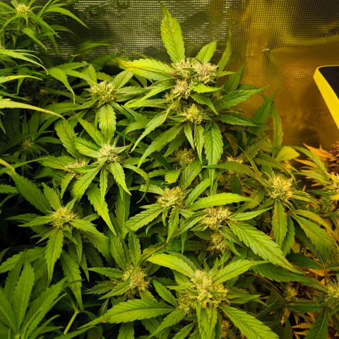 Geilteil growlog timeline photo