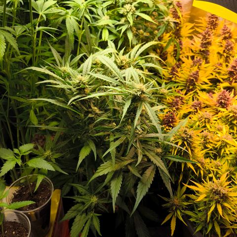Geilteil growlog timeline photo