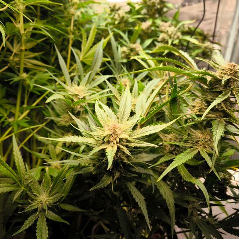 Geilteil growlog timeline photo
