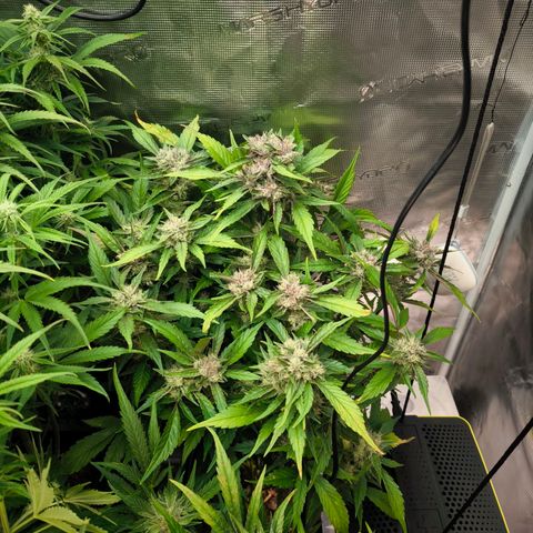 Geilteil growlog timeline photo
